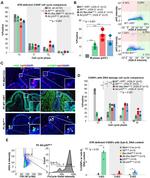 Phospho-Histone H2A.X (Ser139) Antibody in Flow Cytometry (Flow)