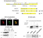 DYKDDDDK Tag Antibody in Immunocytochemistry (ICC/IF)