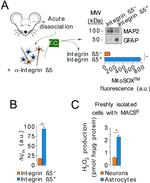 Integrin beta 5 Antibody in Flow Cytometry (Flow)