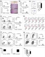 CD366 (TIM3) Antibody in Flow Cytometry (Flow)