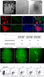 CD133 (Prominin-1) Antibody in Flow Cytometry (Flow)