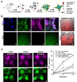 GFP Antibody in Immunocytochemistry (ICC/IF)