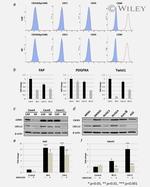 CD31 (PECAM-1) Antibody in Flow Cytometry (Flow)