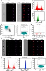 CD45 Antibody in Immunocytochemistry, Flow Cytometry (ICC/IF, Flow)