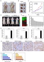 CD54 (ICAM-1) Antibody in Immunohistochemistry (IHC)