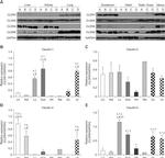 Claudin 4 Antibody in Western Blot (WB)