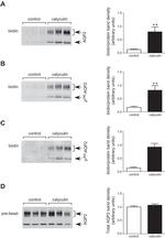 Phospho-Aquaporin 2 (Ser264) Antibody