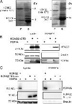 KCNQ2 Antibody in Western Blot (WB)