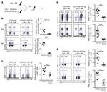 IL-2 Antibody in Flow Cytometry (Flow)