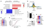 c-Rel Antibody in Western Blot (WB)