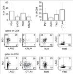 CD366 (TIM3) Antibody in Flow Cytometry (Flow)