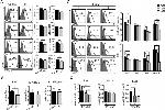 CD80 (B7-1) Antibody in Flow Cytometry (Flow)