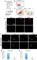 CD140b (PDGFRB) Antibody in Flow Cytometry (Flow)