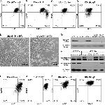 CD24 Antibody in Flow Cytometry (Flow)