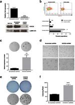 CD24 Antibody in Flow Cytometry (Flow)