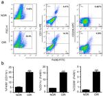 CD11c Antibody in Flow Cytometry (Flow)