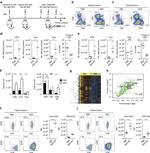 CD8b Antibody in Flow Cytometry (Flow)