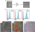 CD73 Antibody in Flow Cytometry (Flow)