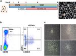 CD34 Antibody in Flow Cytometry (Flow)