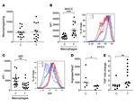 MHC Class II (I-A/I-E) Antibody in Flow Cytometry (Flow)