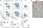 CD19 Antibody in Flow Cytometry (Flow)