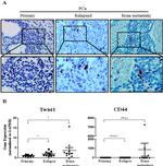 Chromogranin A Antibody in Immunohistochemistry, Immunohistochemistry (Paraffin) (IHC, IHC (P))