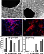 CD90 (Thy-1) Antibody in Flow Cytometry (Flow)