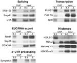 DDX39 Antibody in Western Blot (WB)