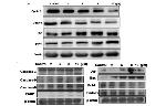 p53 Antibody in Western Blot (WB)