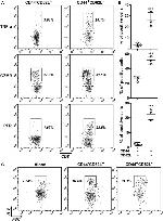 Granzyme B Antibody in Flow Cytometry (Flow)