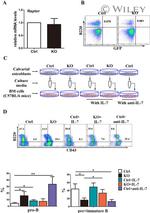 CD45R (B220) Antibody in Flow Cytometry (Flow)