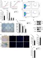 CD29 (Integrin beta 1) Antibody in Flow Cytometry (Flow)