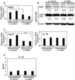 AIM2 Antibody