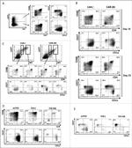 CD8b Antibody in Flow Cytometry (Flow)