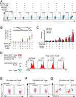 Perforin Antibody in Flow Cytometry (Flow)