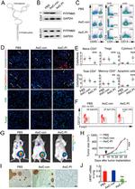 CD8a Antibody in Flow Cytometry (Flow)