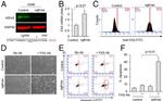 CD95 (APO-1/Fas) Antibody in Immunocytochemistry, Flow Cytometry (ICC/IF, Flow)