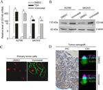 CD146 Antibody in Immunohistochemistry (IHC)