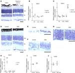 F4/80 Antibody in Immunohistochemistry, Immunohistochemistry (Frozen) (IHC, IHC (F))