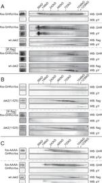 JAK2 Antibody in Western Blot (WB)