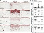 ROR gamma (t) Antibody in Immunohistochemistry (IHC)