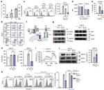 Perforin Antibody in Flow Cytometry (Flow)