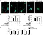 iNOS Antibody in Flow Cytometry (Flow)