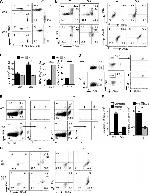 CD62L (L-Selectin) Antibody in Flow Cytometry (Flow)