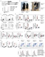 Gata-3 Antibody in Flow Cytometry (Flow)