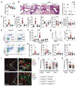 CD25 Antibody in Flow Cytometry (Flow)