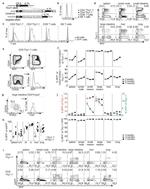 CD90.1 (Thy-1.1) Antibody in Flow Cytometry (Flow)