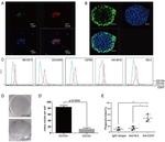 CD47 Antibody in Flow Cytometry (Flow)