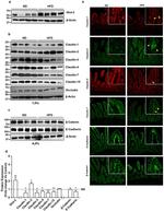 Claudin 15 Antibody in Western Blot (WB)