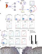 CD326 (EpCAM) Antibody in Flow Cytometry (Flow)